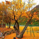 오색비단 - 양산시 양산역7길 14 | 오색비단