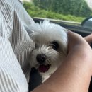 도치빌펜션 | 가평 애견동반 숙소 가성비 나쁘지않은 애견동반수영장 있는 도치빌펜션 후기 / 내돈내산