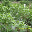 녹색목장 이미지