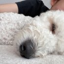 살랑살랑 이미지