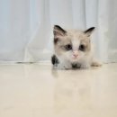 일산고양이분양&미용 반하나캣 이미지