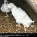 한다리농장 이미지