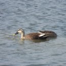 예안면 삼계리(쌍바우소공원) | 26-02-15 쌍바우소공원 &amp; 호민지