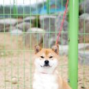 우리들애견 이미지