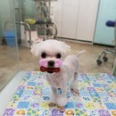 그루밍031 이미지