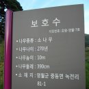 영월 선바위산 산행- 솔고개 소나무 답사 ( 우정산악회) 이미지