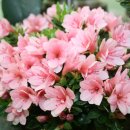 기리시마 이미지