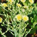 고요한꽃뜰 이미지