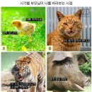 (주)모빌라이즈 | 돼지는 그만 하고 싶어서 인턴이 됐다
