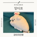 인형프렌즈 | [서울역 카카오프렌즈] 말티쬬 인형 후기 | 말티즈 반려견 닮은 귀여움 폭발 굿즈