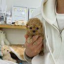 데일리독 이미지