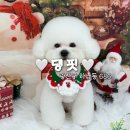 하남대로54번길L | 🐶 광주 애견미용 댕핏 | 우리 빵식이 변신 후기! ✨