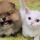 다온 입양센터 수원점 강아지분양 고양이분양 이미지