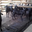 마이산 흑염소 농장 이미지