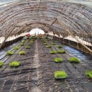 다우 농장 이미지