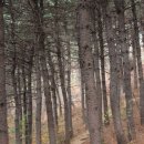 힐링칼국수 이미지