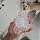 보드랍개 | 26.03.30~04.05 일상(+2026 코엑스 불교박람회 후기)