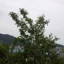 팔용산 등산로 입구 이미지