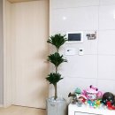 자이라플라워인동점 | 「배송 후기」 자이라플랜트, 구미 식물, 구미 꽃집, 대형 식물, 식물 인테리어, 구미 화분, 구미 선인장