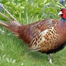 동양파라빌 이미지