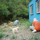 흰둥아 놀자 이미지