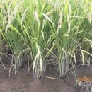 청해농장 이미지