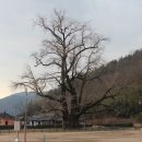 의령 세간리 은행나무 이미지