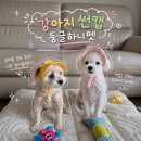하니 | 강아지여름산책 필수품 강아지썬캡 둥글하니펫 모자 후기