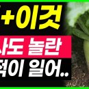 무와 이것 함께 먹었더니 당뇨, 염증 싹 잡았어요. 기침가래 싹 사라지는 조리법. 무와함께 절대 먹으면 안되는 음식, 만성염증과 독소 이미지