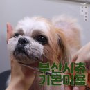 펫미장원 공감 이미지