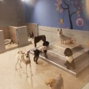 펫도그 애견스쿨 이미지