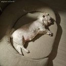 사직점 현대자동차 | 일기] 투싼 NX4 하이브리드 계약·맥시칸치킨 토현점·240906 사직야구장 직관·몽작·설레임 10번째 생일