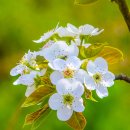 과수원길 이미지