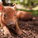 이영재농장 이미지