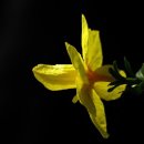 해당화마을 이미지