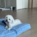 온누리애견미용실 네이버블로그