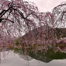 연지못의 벚꽃 이미지