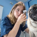 아프리카 동물병원 이미지