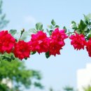 다가와스포츠 이미지