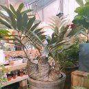 꽃집아재비 이미지