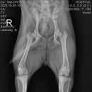 여의도 동물병원 은하점 이미지