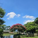 진도 운림산방 | 🌿 진도 운림산방, 진도 여행이라면 꼭 들러봐야 할 힐링 명소 수