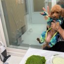 골드스푼애견풀빌라 이미지