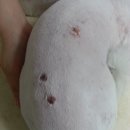 가로수동물병원 이미지