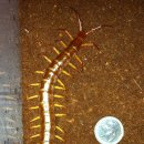 마이차우 이미지