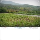 수원-0686 이미지