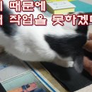 고양이 때문에 컴퓨터 작업을 못하겠다I can't work on the computer because of the cat 이미지