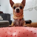 도기펫 | 노견 몽이의 슬개골 관리법 (관절보조제/안티놀/강아지필라테스/튼튼짐볼/슬개골운동/슬개골탈골...