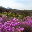 진달래가든 - 영양군 | 진달래가든