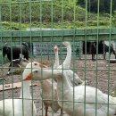 소민농장 | 김해 소민농장 방문 후기 – 아기랑 체험형 농장 찾는 분들께 강추!